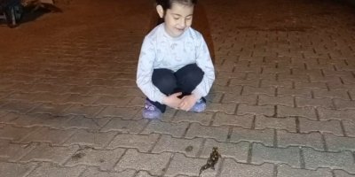 Adana'da 'semender' görüldü