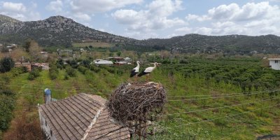 Baharın habercisi leylek, yuvasına bu yıl da eşiyle birlikte geldi