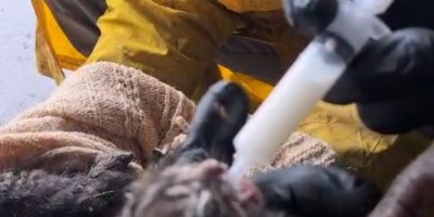 Temizlik işçilerinin dikkati, yavru kedileri ölümden kurtardı