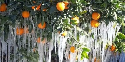 Adana’da zirai don riski: Çiftçilere kritik uyarı