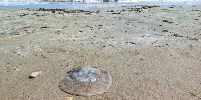 Yumurtalık sahilini denizanaları sardı