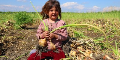 Turfanda soğanda hasat başladı, fiyatı arz-talep belirleyecek
