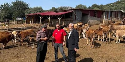 Adana'da "Güney Sarısı" bereketi: Yerli ırk üreticinin yüzünü güldürüyor