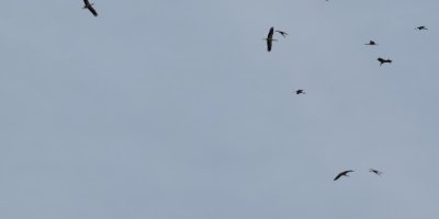 Kozan semalarında leyleklerin göç yolculuğu mest etti