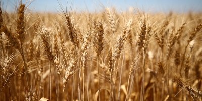 Çukurova’da yağış bereketi: Buğdayda rekor verim bekleniyor