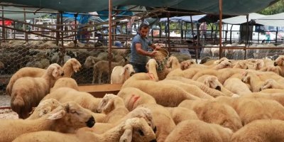 Adana’da kurbanlık fiyatlarıyla ilgili uyarı