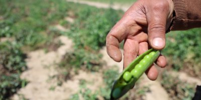 Kozan bezelyesi görünümüyle Karadeniz hamsisine benzetildi