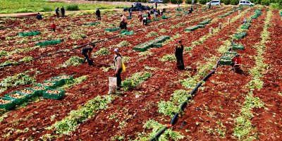 Turfanda patateste hasat başladı