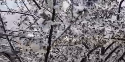 Adana’da kiraz çiçekleri karla kaplandı