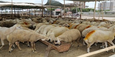 Yüreğir’de kurban kesim ve satış noktaları açıklandı