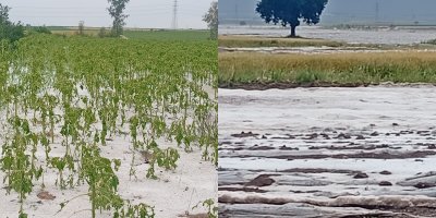 Adana’da dolu yağışı tarım arazilerine zarar verdi