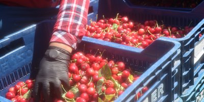 İspanyol kirazı Adana'dan Avrupa'ya ihraç ediliyor