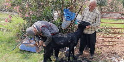 Kozan’da keçilere yaz bakımı