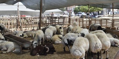 Adana’da ücretsiz kurban kesim noktaları açıklandı