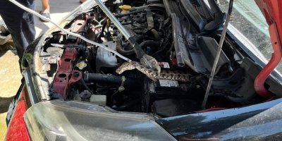 Adana’da otomobilin motor bölümüne giren yılan itfaiye ekiplerince çıkarıldı