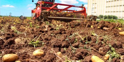 Adana’da patates fiyatı 20 günde düştü