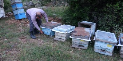 Kozanlı arıcıların yayla mesaisi başladı