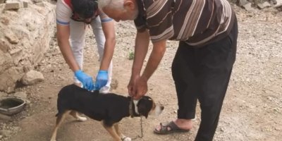 Adana’da sahipli köpekler tek tek kayıt altına alınıyor