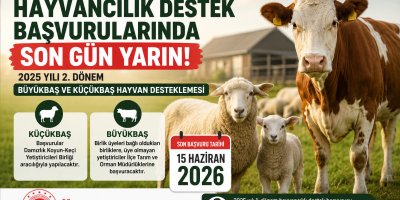 Adana’da hayvancılık destek başvuruları yarın sona eriyor