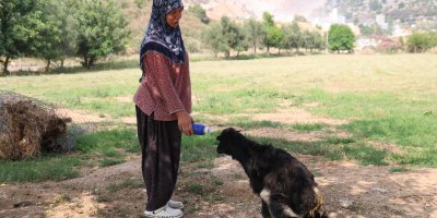 Annesinin reddettiği oğlak, anne sevgisini Hayriye teyzenin yanında buldu