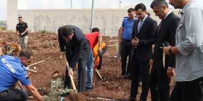 Adana’da hükümlüler 5 bin zeytin fidanını toprakla buluşturdu