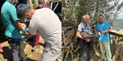 Kozan’da hayvancılık için saha mesaisi sürüyor