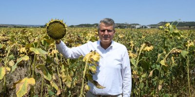 Ayhan Barut: “Hasat vakti ithalat çiftçiye darbedir”