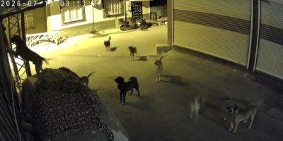 Sokak köpeklerinden kaçan kedi pencere demirlerine tırmandı