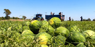 Adana'da kilosu 5 TL'ye düşen karpuz, marketlerde 17 TL