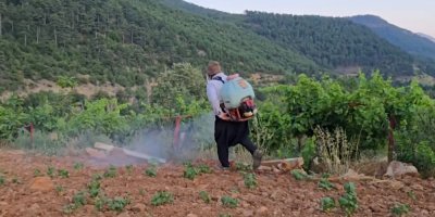 Adana’da çekirge istilası: Üreticiler zor durumda kaldı