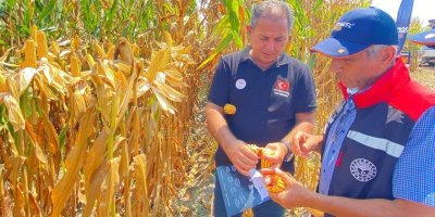 Kozan’da mısır ve ayçiçeği tarlalarında teknik inceleme