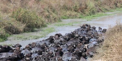 Kozan’da Afrika belgesellerini aratmayan görüntüler: Mandalar derede serinledi