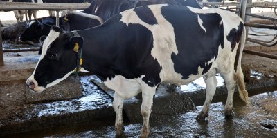 Türkiye'de ilk: Adana'da yüksek verimli sığırlar için genetik çalışma