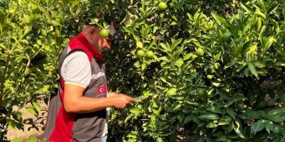 Kozan’da tarım alanlarında hastalık ve zararlı denetimi