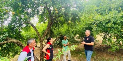 Kozan'da Kuytucak Narı üretim alanlarında saha incelemesi