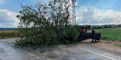 Karaisalı’da fırtına ağacı yola devirdi