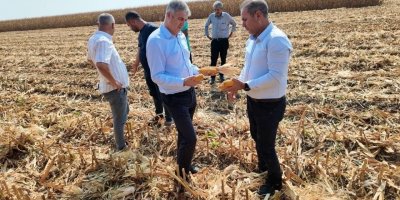 Adana’da mısır hasadı başladı: Üreticiler tarlaya indi