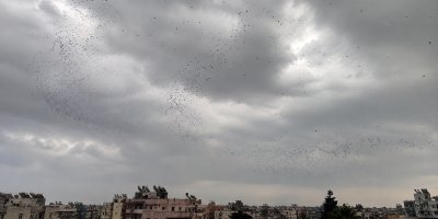 Adana semalarında dikkat çeken görüntü: Kuşlar dakikalarca daire çizdi