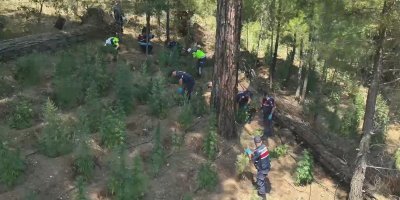 Adana’da drone destekli uyuşturucu operasyonu: 625 kök Hint keneviri ele geçirildi