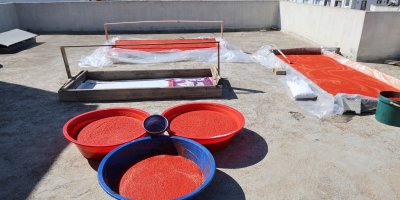 Kozan’da salça mesaisi başladı: Damlar kırmızıya büründü