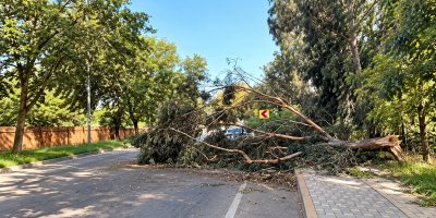 Seyhan’da devrilen ağaç yolu kapattı: Trafik kısa süreli aksadı