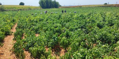 Adana’da hırsızlar tarlayı sahibinden önce hasat etti: 1 ton biber çalındı