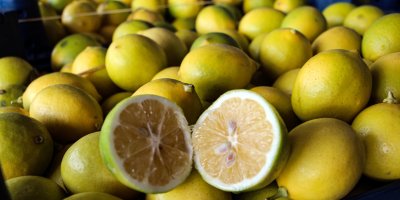 Adana'da dalında 5 TL olan limon, markette 20 katına satılıyor