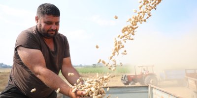 Adana’da yer fıstığında fiyat geriledi: Üretici alım yapılmamasından şikayetçi