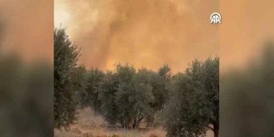 Çukurova’da ağaçlık alanda çıkan yangın kontrol altına alındı