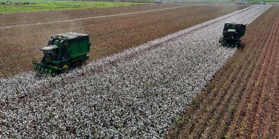 Adana’da turfanda pamuk hasadı başladı