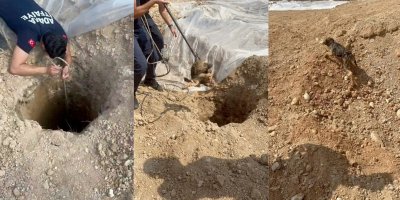 Adana’da kuyuya düşen köpek itfaiye ekiplerince kurtarıldı