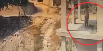 Adana’da köpeğe sopayla şiddet kamerada: Soruşturma başlatıldı