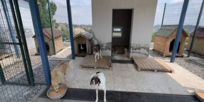 Adana Büyükşehir Belediyesi hayvan barınağını yenilemek için ihaleye çıkıyor