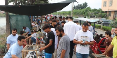 Adana'da kuş meraklıları kuş pazarında buluşuyor